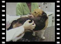 Einführung in die Veterinär-Neuraltherapie