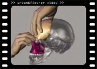 Osteopathie - Arbeit im craniellen Feld - Frank Schröter