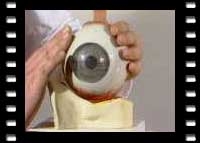 Einf&uuml;hrung in die Augen-(Iris)diagnose - Rudi Schn&uuml;rch