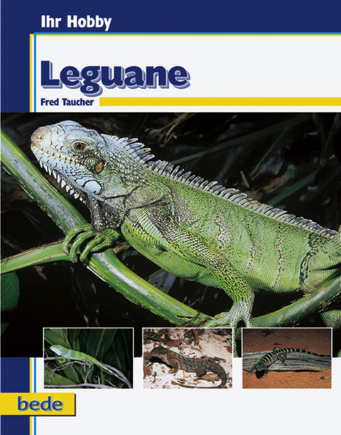 Leguane - Fred Taucher