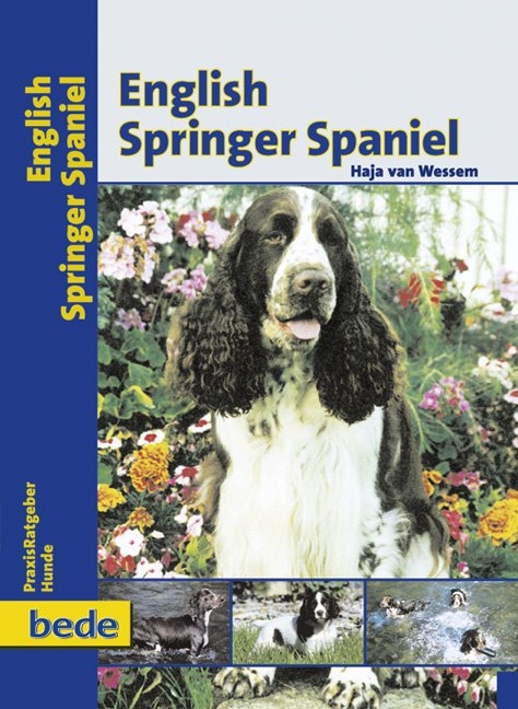 English Springer Spaniel - Haja Van Wessem