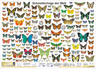 Schmetterlinge der Welt