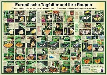 Europ&auml;ische Tagfalter und ihre Raupen - F W Welter-Schultes
