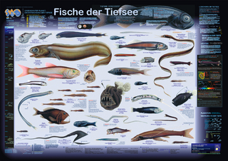 Fische der Tiefsee