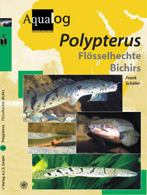 Polypterus
