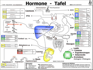 Hormone Tafel - A3 (laminiert)
