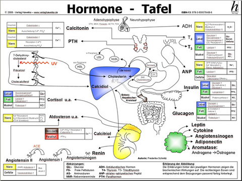 Hormone Tafel - A3 (laminiert) - Frederike Schmitz