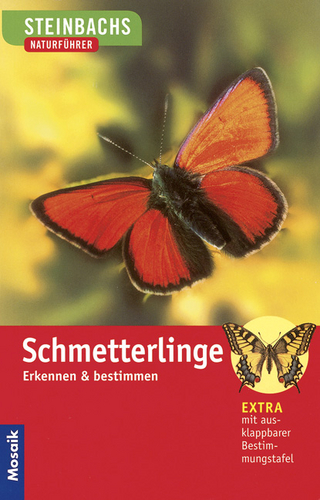 Schmetterlinge