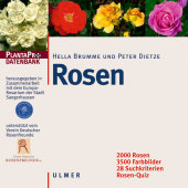 Rosen