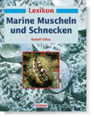 Marine Muscheln/Schnecken