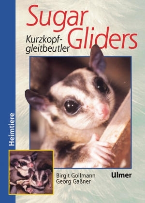 Sugar Gliders