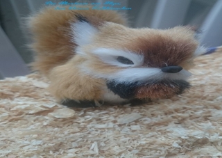 Die Abenteuer von Flips dem kleinen Eichhörnchen / Die Abenteuer von Flips, dem kleinen Eichhörnchen