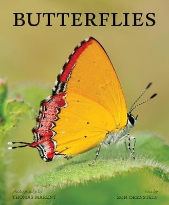Butterflies - Ronald Orenstein