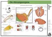 Atmungsorgane
