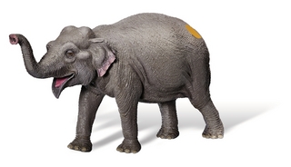 tiptoi® Asiatischer Elefant