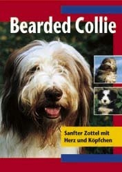 Bearded Collie