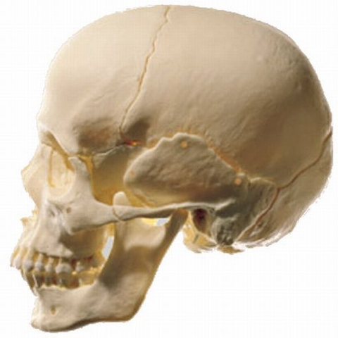 18-teiliges Schädelmodell