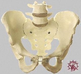 Beckenskelett männlich