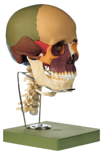 14-teiliges Sch&auml;delmodell