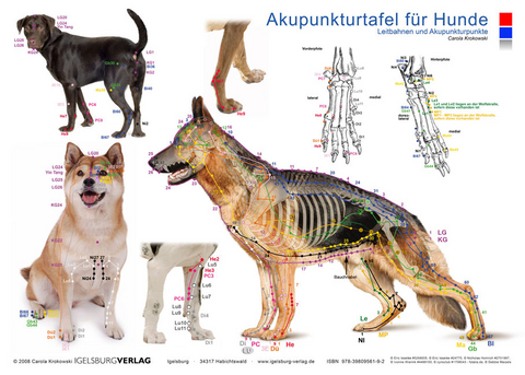 Tierakupunktur Akupunkturtafel f&uuml;r Hunde - Carola Krokowski