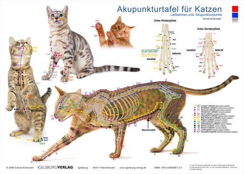 Tierakupunktur Akupunktur für Katzen (Akupunkturtafel) - Carola Krokowski
