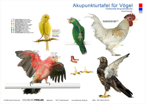 Akupunkturtafel für Vögel - Carola Krokowski