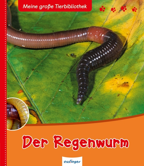 Meine gro&szlig;e Tierbibliothek: Der Regenwurm - Val&eacute;rie Tracqui