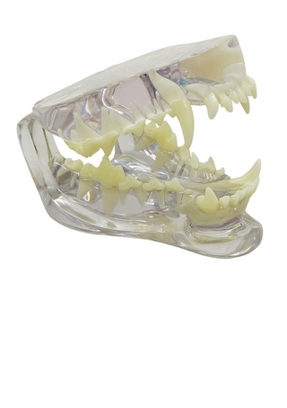 Hundekiefer, durchsichtig