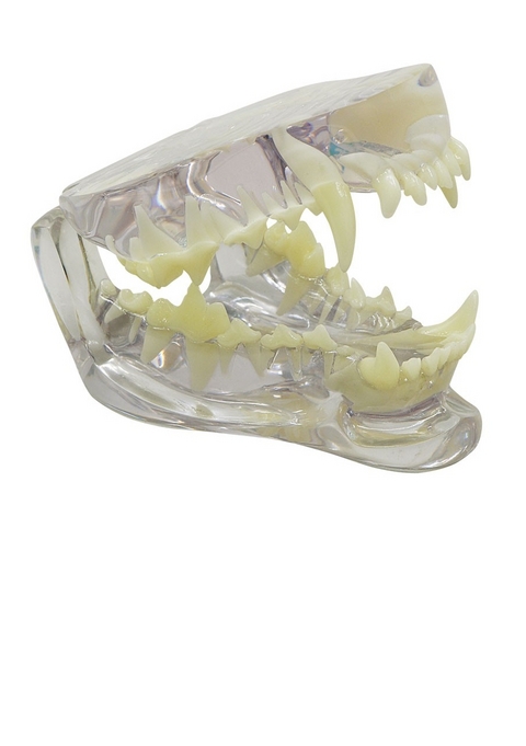 Hundekiefer, durchsichtig