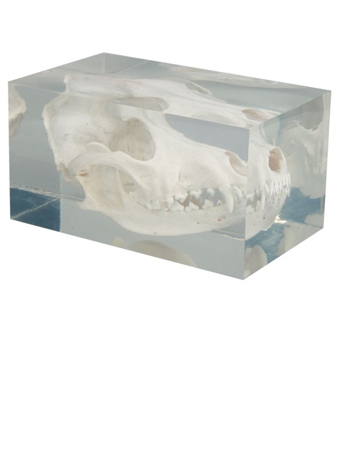 Hundesch&auml;del in Kunststoffblock
