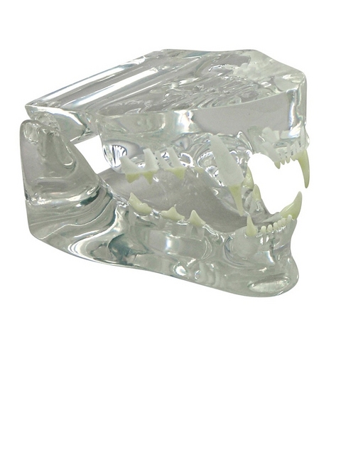 Katzenkiefer, durchsichtig