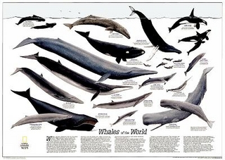 Whales Of The World, Tubed