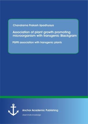Association of plant growth promoting microorganism with transgenic Blackgram. PGPR association with transgenic plants - Chandrama Prakash Upadhyaya