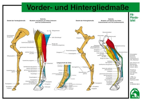 Vorder- und Hintergliedma&szlig;e - 