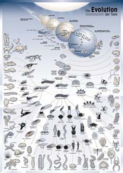Die Evolution der Tiere, Poster - Manfred Grasshoff, Michael Gudo