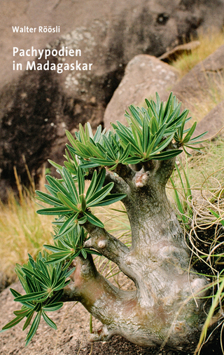 Pachypodien in Madagaskar