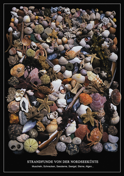 Strandfunde von der Nordseek&uuml;ste - Poster - 