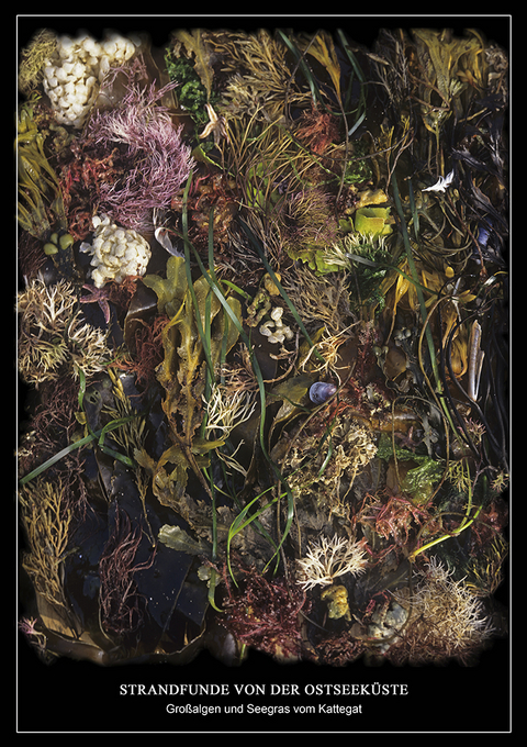 Strandfunde von der Ostseek&uuml;ste - Poster - 