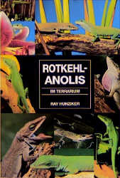 Rotkehlanolis im Terrarium