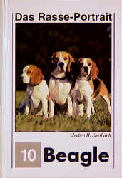 Beagle-Portrait