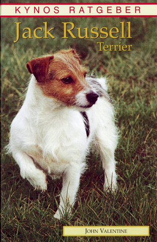 Jack Russell Terrier
