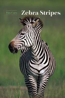 Zebra Stripes