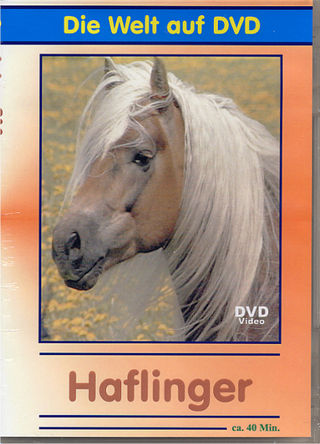 Haflinger