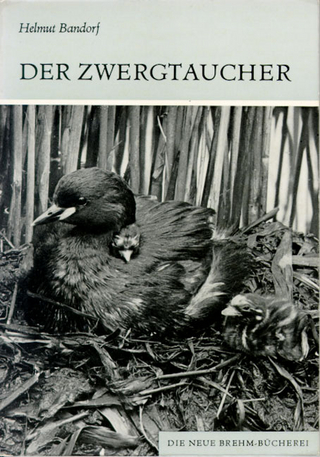 Der Zwergtaucher