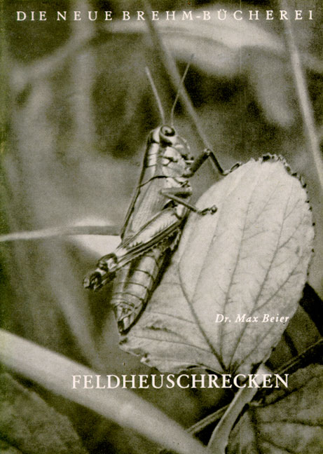 Feldheuschrecken - Max Beier