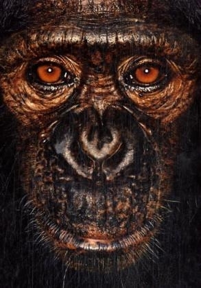 James und andere Affen