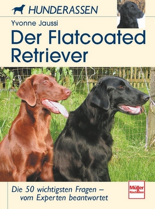 Der Flatcoated Retriever