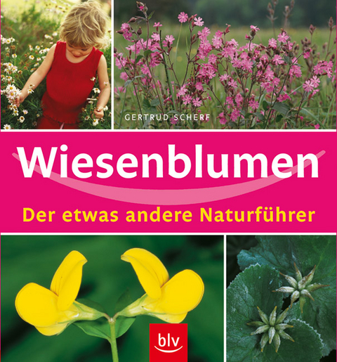 Wiesenblumen - Gertrud Scherf