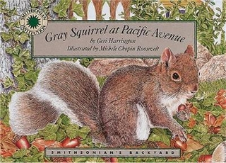 Gray Squirrel at Pacific Avenue