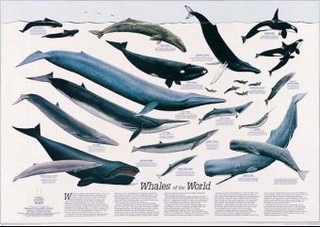 Whales of the World